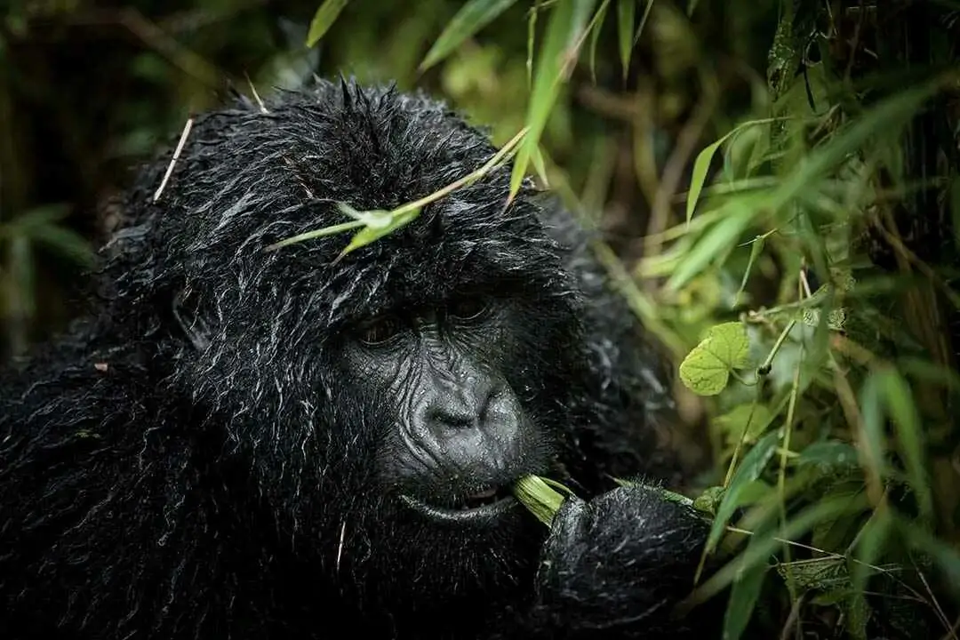 gorilla in rwanda